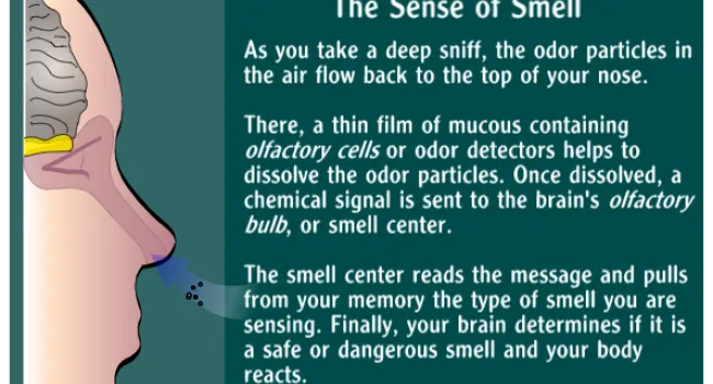 Sense of Smell | NASA Online