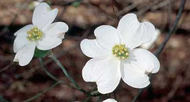 Flowering Dogwood in Bloom | The Cove Forest