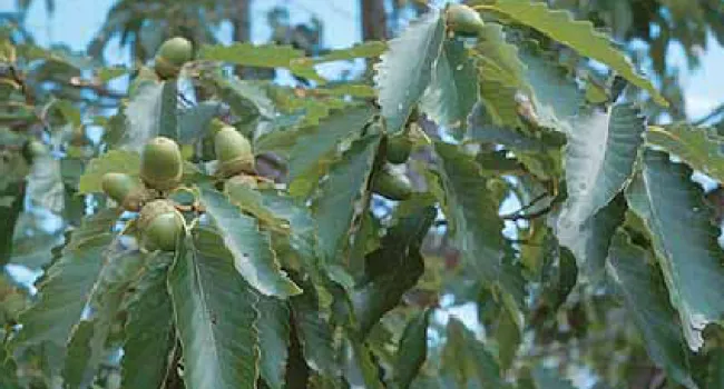 Leafy Stem with Abundant Acorns | The Cove Forest