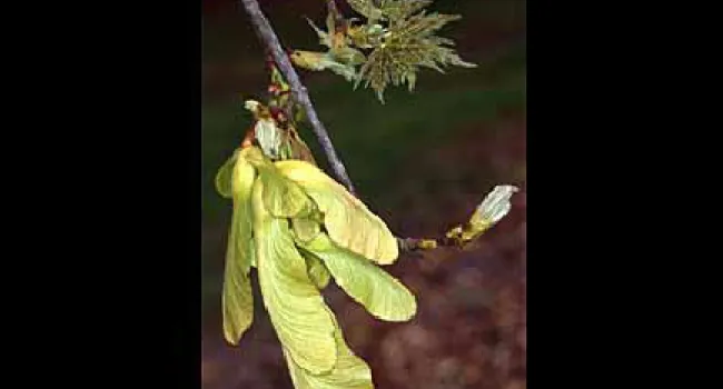 Maple Fruit Showing "Wings" | The Cove Forest