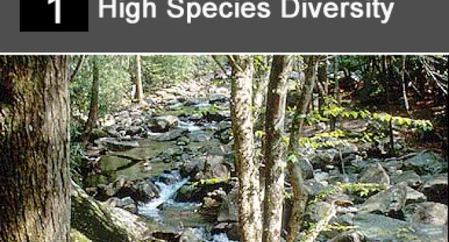 
            <div>01. High Species Diversity</div>
      