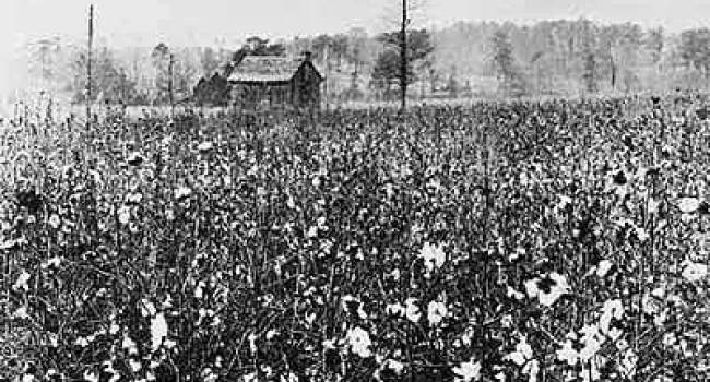 
            <div>Conversations on South Carolina: The State and the New Nation, 1783-1828 - The Importance of Cotton</div>
      