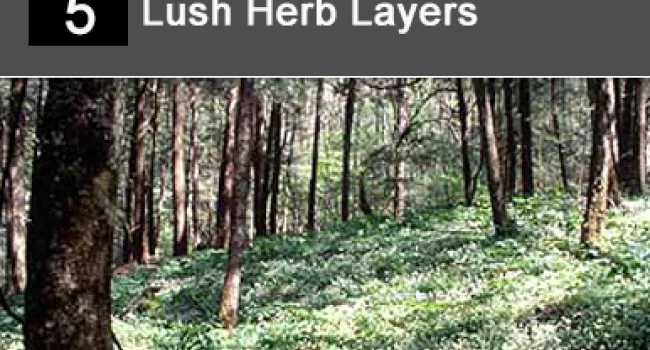 
            <div>05. Lush Herb Layers</div>
      