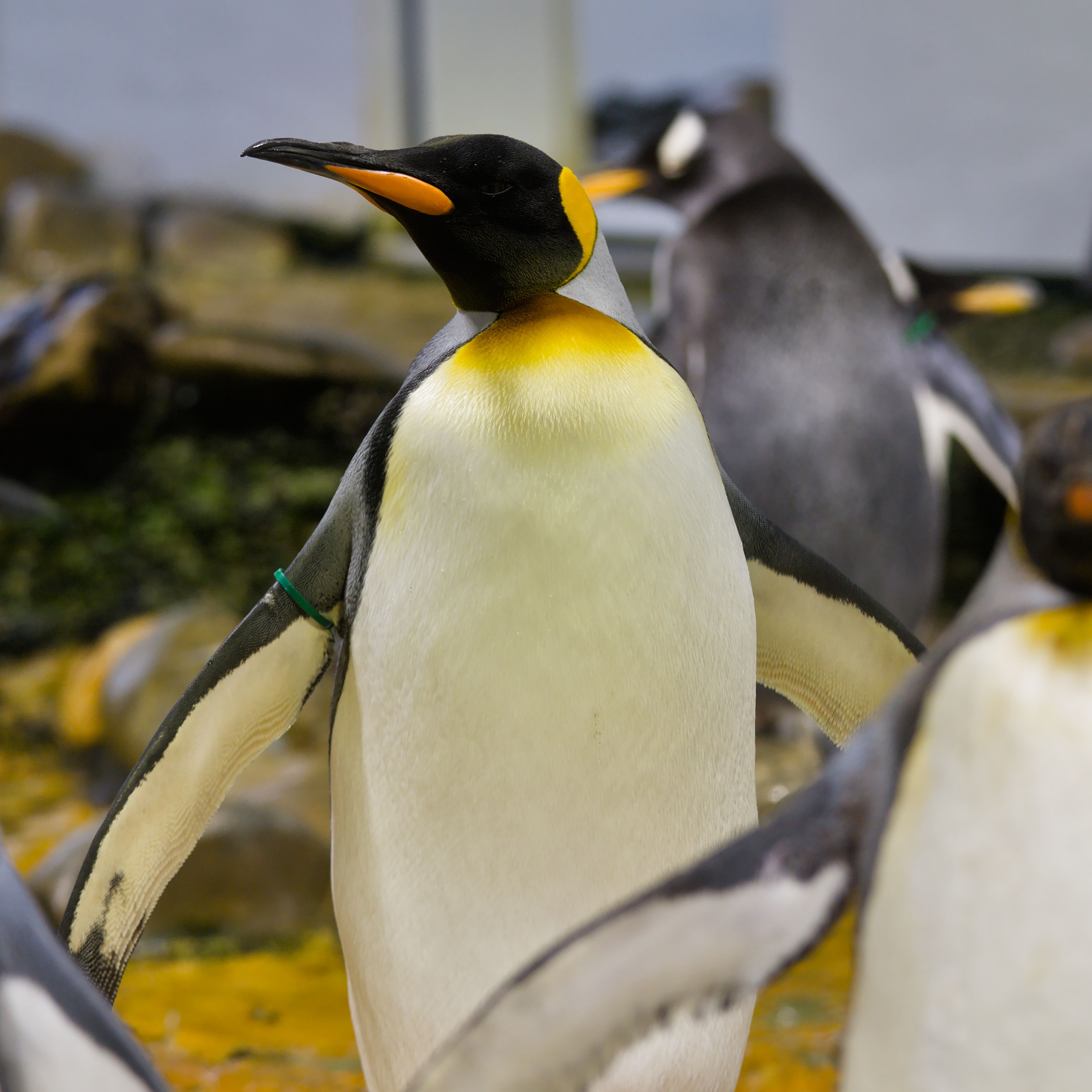 King penguin