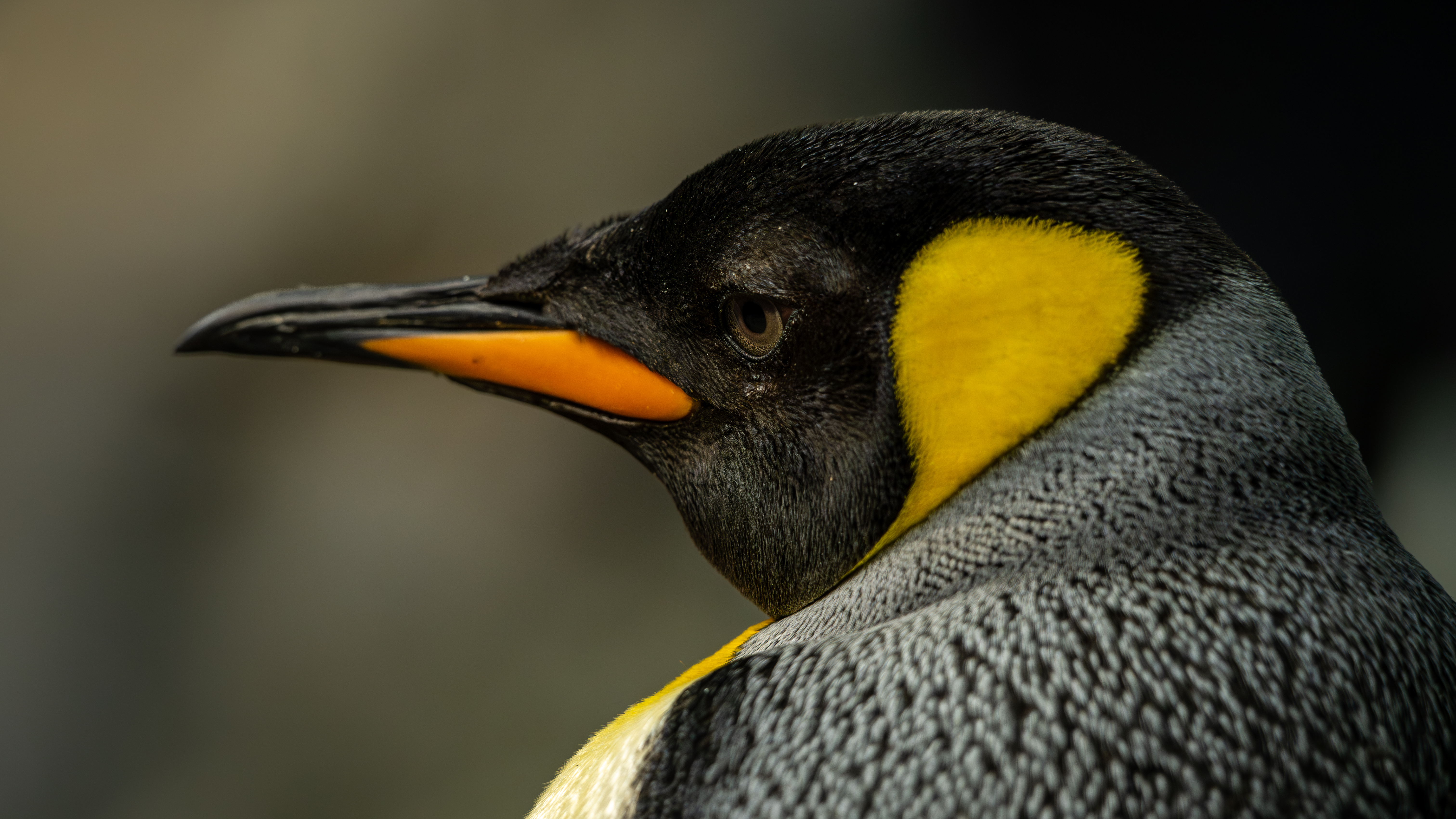 penguin