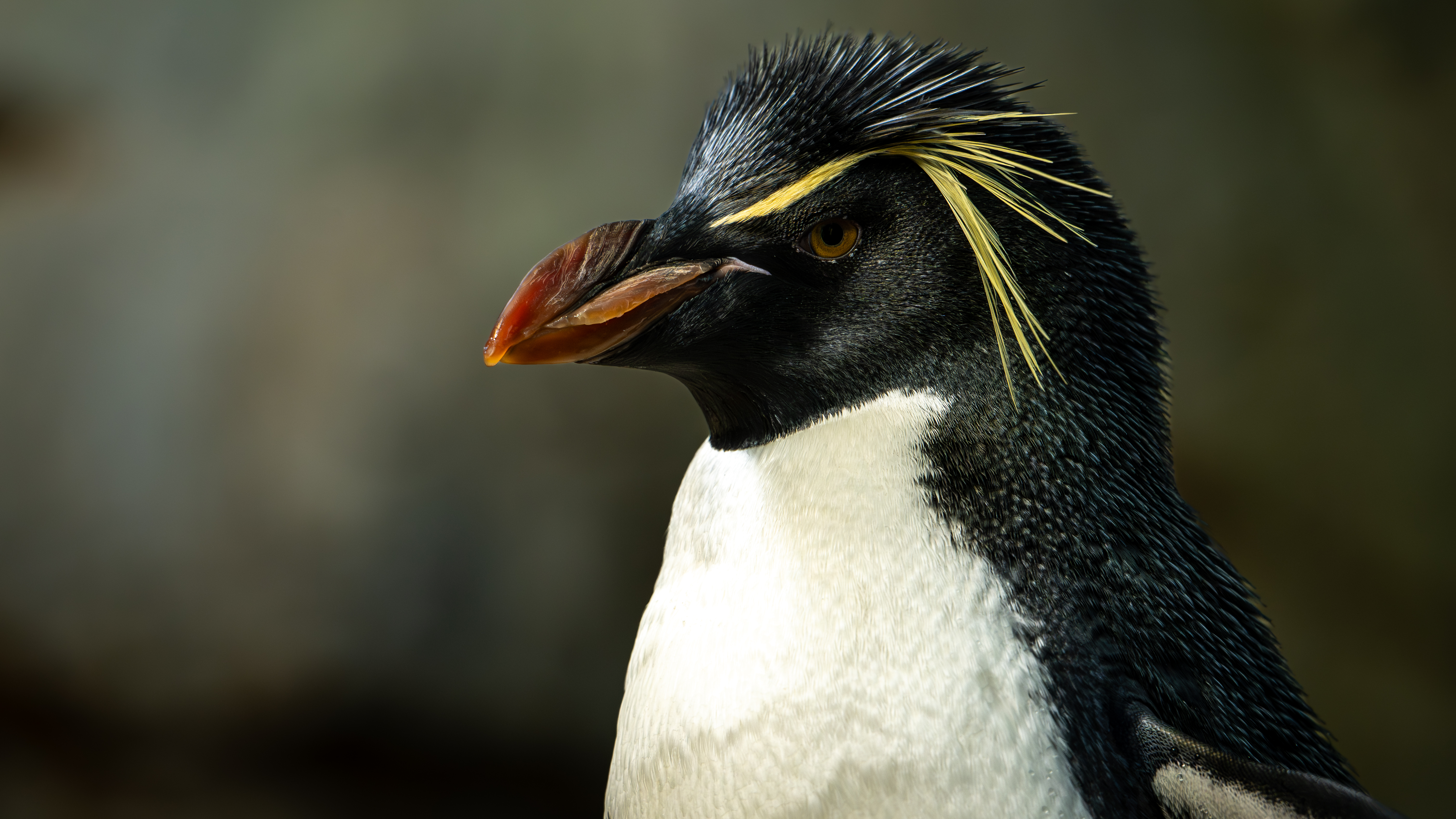 Rockhopper penguin