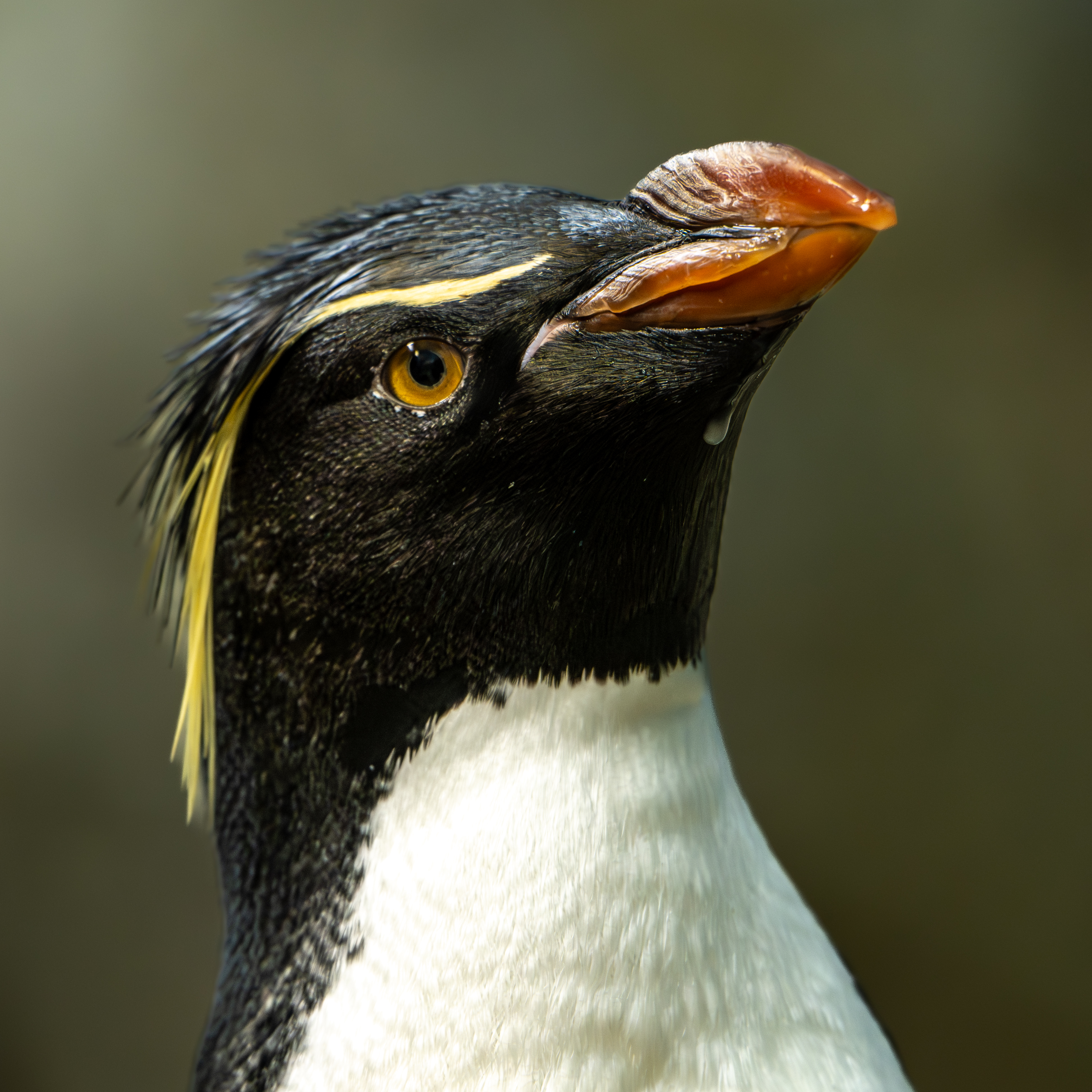 Rockhopper penguin