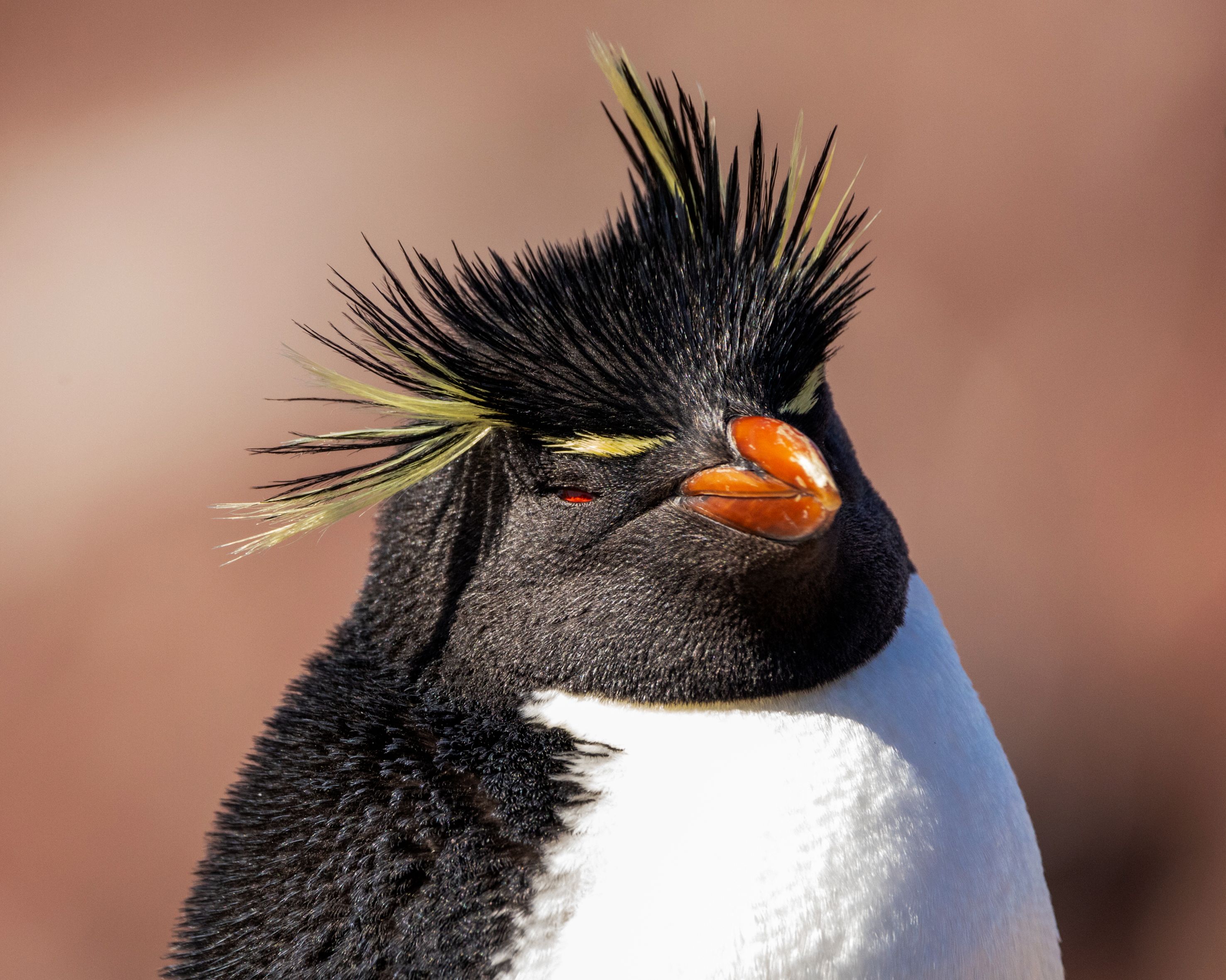 Rockhopper penguin