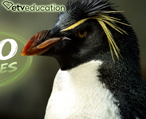 The rockhopper penguin looks straight ahead.
