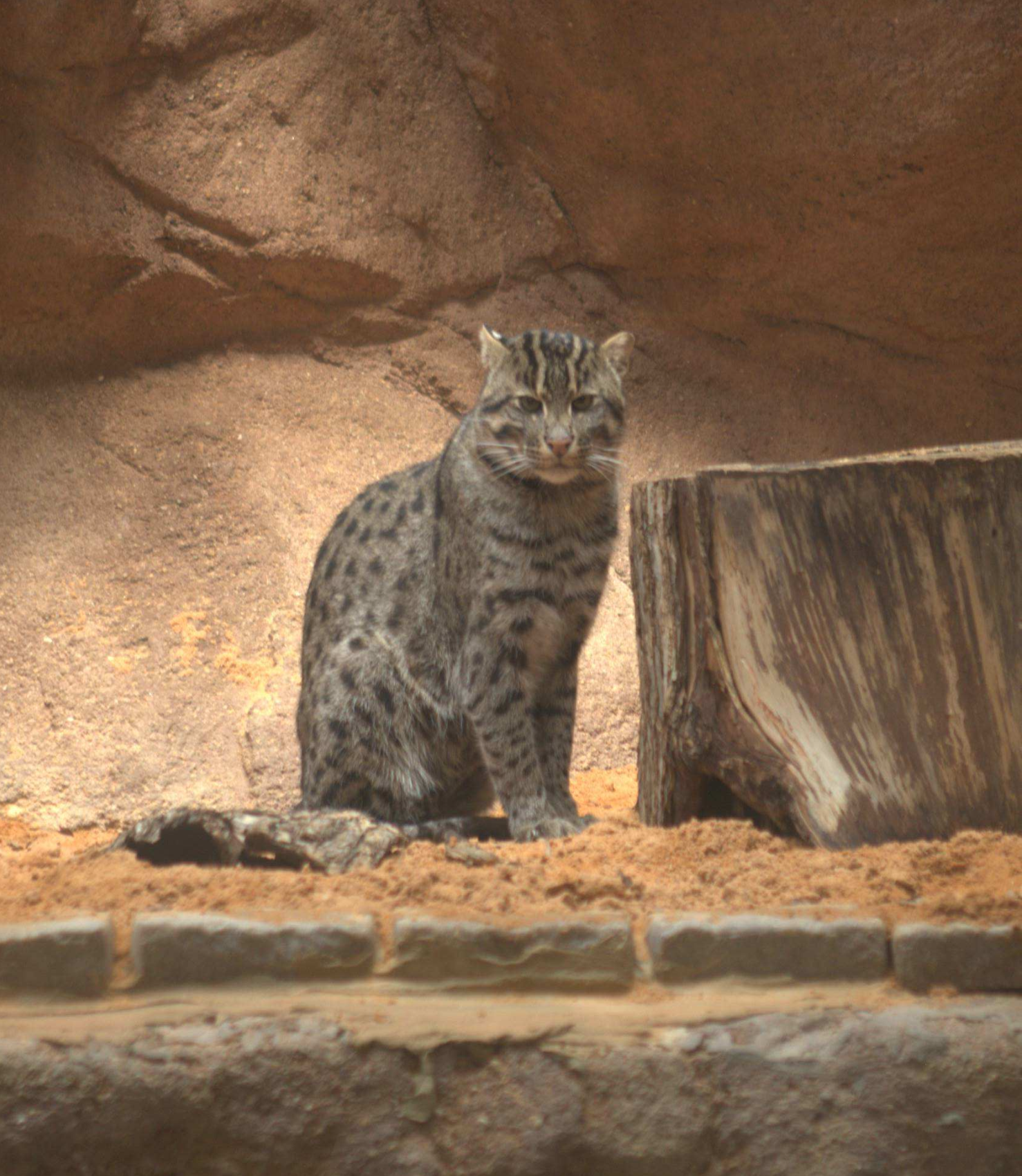 fishing cat