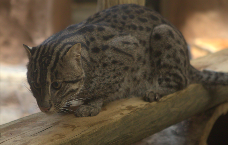 The fishing cat looks off into the distance.