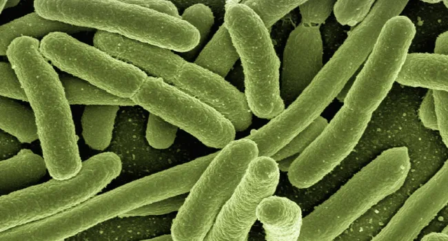 Is Bacteria Helpful or Harmful?