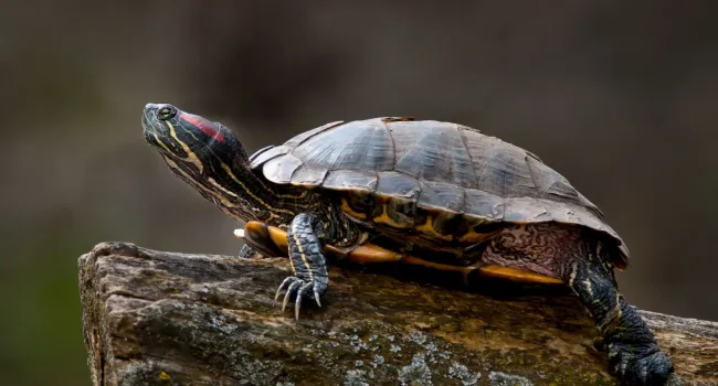 
            <div>World Turtle Day</div>
      