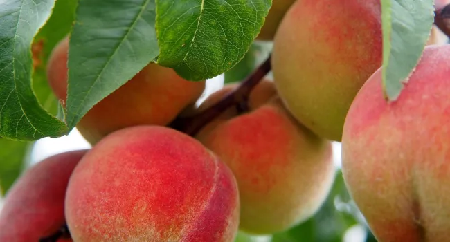 
            <div>National Peach Month | Explore South Carolina</div>
      