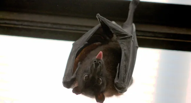 
            <div>All About Bats</div>
      