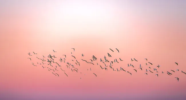 
            <div>World Migratory Bird Day</div>
      