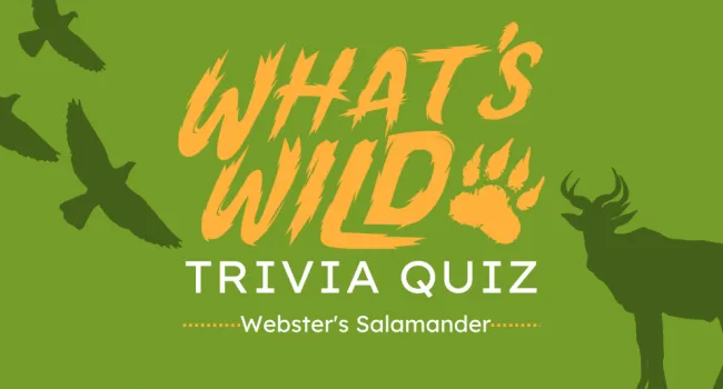 Webster's Salamander Trivia Quiz | What's Wild
