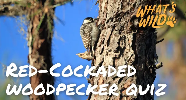 Red-Cockaded Woodpecker Trivia Quiz - Teacher Resource | What's Wild