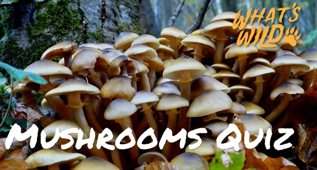 Mushrooms Trivia Quiz - Teacher Resource | What's Wild