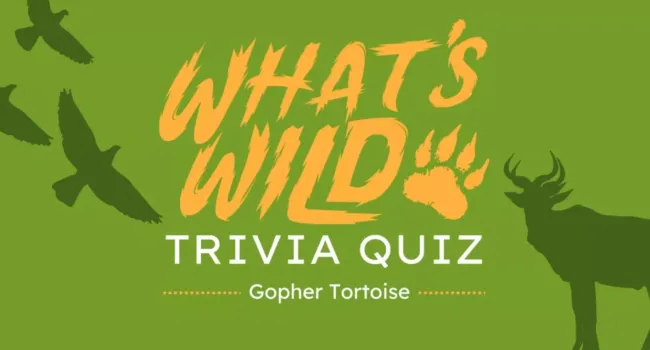 Gopher Tortoise Trivia Quiz | What's Wild