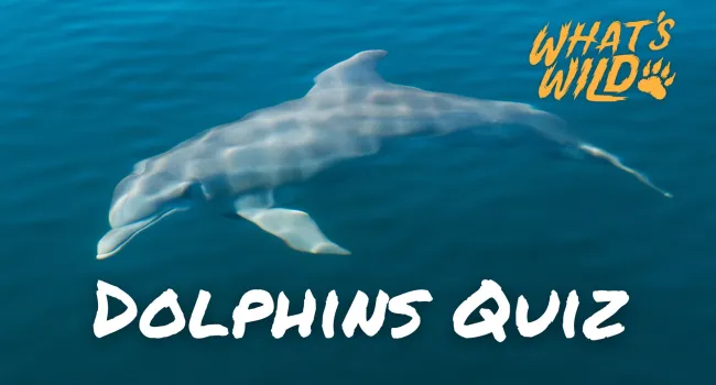Bottlenose Dolphin Trivia Quiz - Teacher Resource | What's Wild