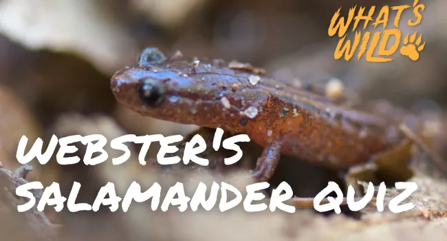 Webster's Salamander Trivia Quiz - Teacher Resource | What's Wild