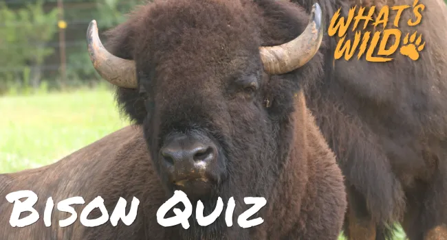 American Bison Trivia Quiz - Teacher Resource | What's Wild