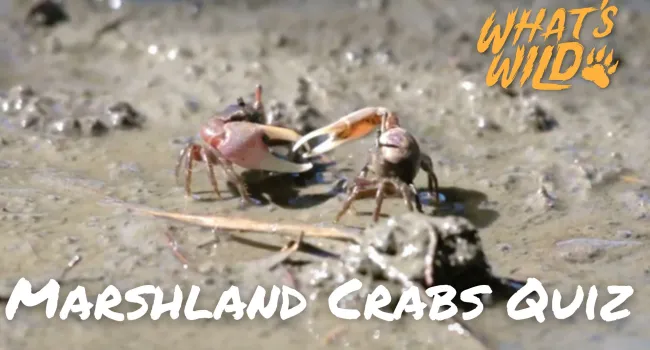 Marshland Crabs Trivia Quiz - Teacher Resource | What's Wild
