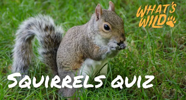 Fox Squirrel Trivia Quiz - Teacher Resource | What's Wild