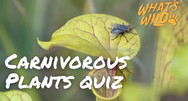 Carnivorous Plants Trivia Quiz - Teacher Resource | What's Wild