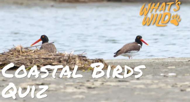 Coastal Birds Trivia Quiz - Teacher Resource | What's Wild