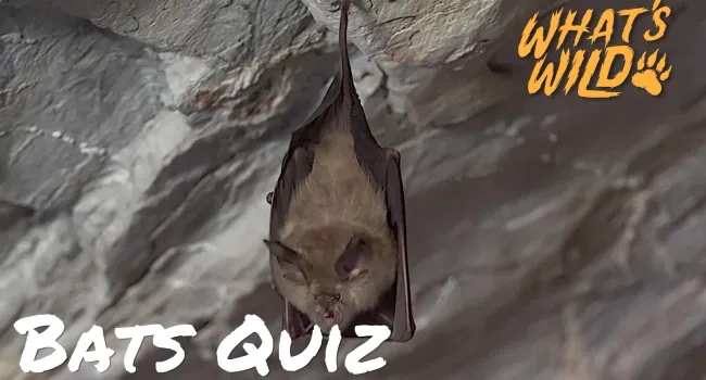 Bats Trivia Quiz - Teacher Resource | What's Wild
