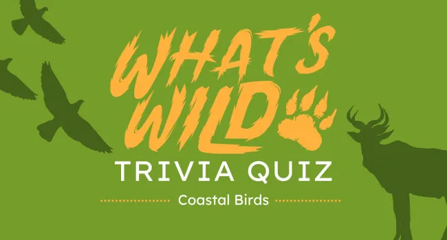 Coastal Birds Trivia Quiz | What's wild