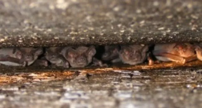 Creating a Bat Conservation Plan for Your County in South Carolina