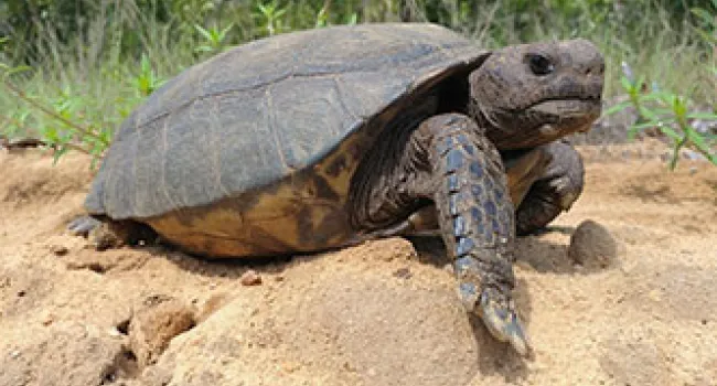 Conserving the Gopher Tortoise
