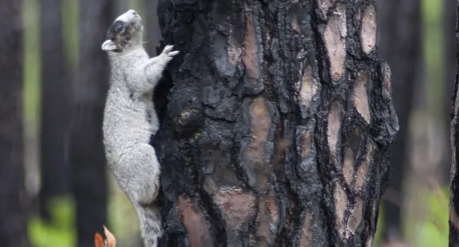 What do fox squirrels have in common with longleaf pines?