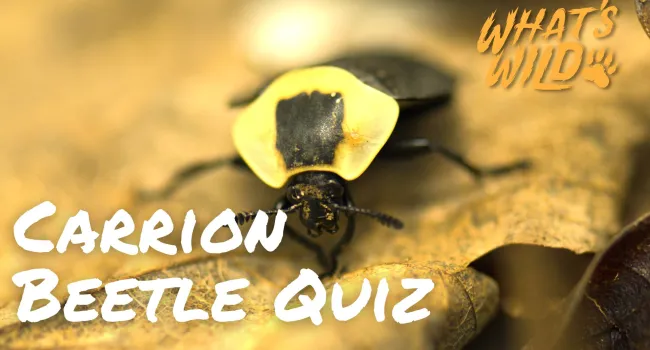 Carrion Beetle Trivia Quiz - Teacher Resource | What's Wild
