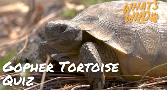 Gopher Tortoise Trivia Quiz - Teacher Resource | What's Wild