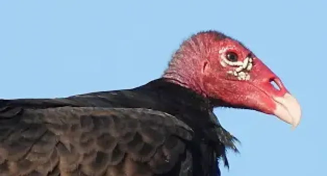 Investigating Adaptations: Turkey Vultures and Their Role in Ecosystems
