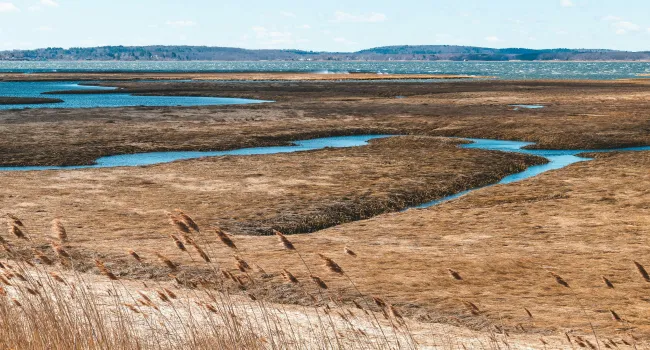 Salt Marsh Ecosystem
