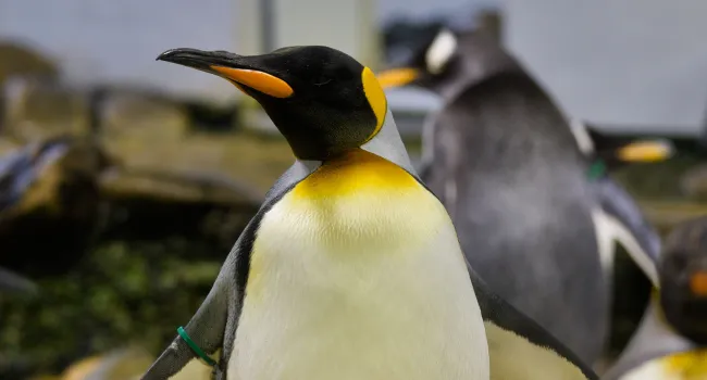 Penguin Behavior & Adaptations (Grades 9-12)