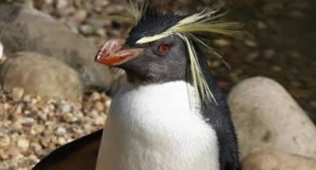 Penguin Pals - Meet King & Rockhopper Penguins (K-2)