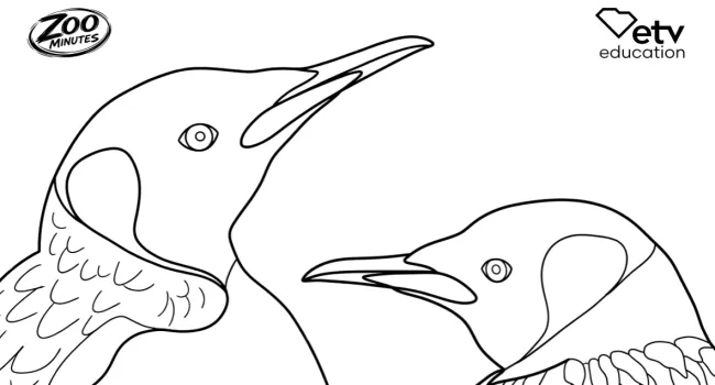 King Penguin Coloring Sheet