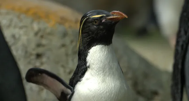 Penguin Pals - Meet King & Rockhopper Penguins - Student Packet (K-1)