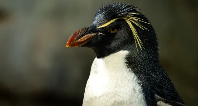 Comparing Two Amazing Penguins Handout (Grades 3-5)