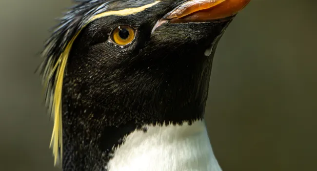 Penguin Pals - Meet King & Rockhopper Penguins (K-2)