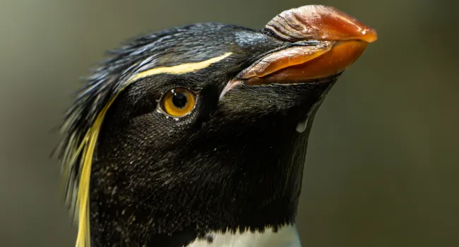 Penguin Pals - Meet King & Rockhopper Penguins (K-1)