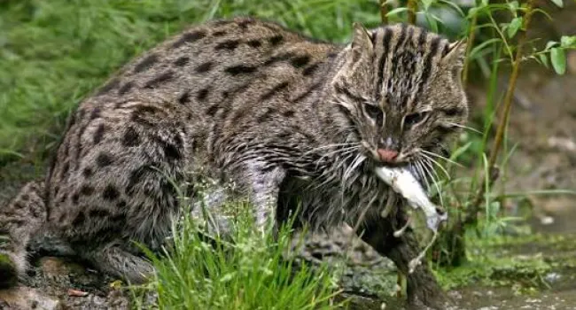 Student Handout - Fishing Cat: Adaptation and Conservation (Grades 6-8)