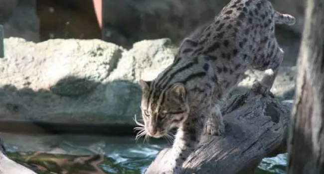 Fishing Cat: Built for the Water (Grades K–2) Handout