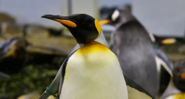Penguin Behavior & Adaptations (9-12) - Student Packet